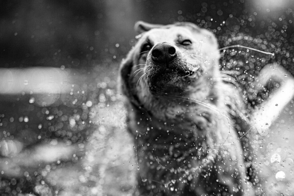 Photograph by Максим Шушкевич