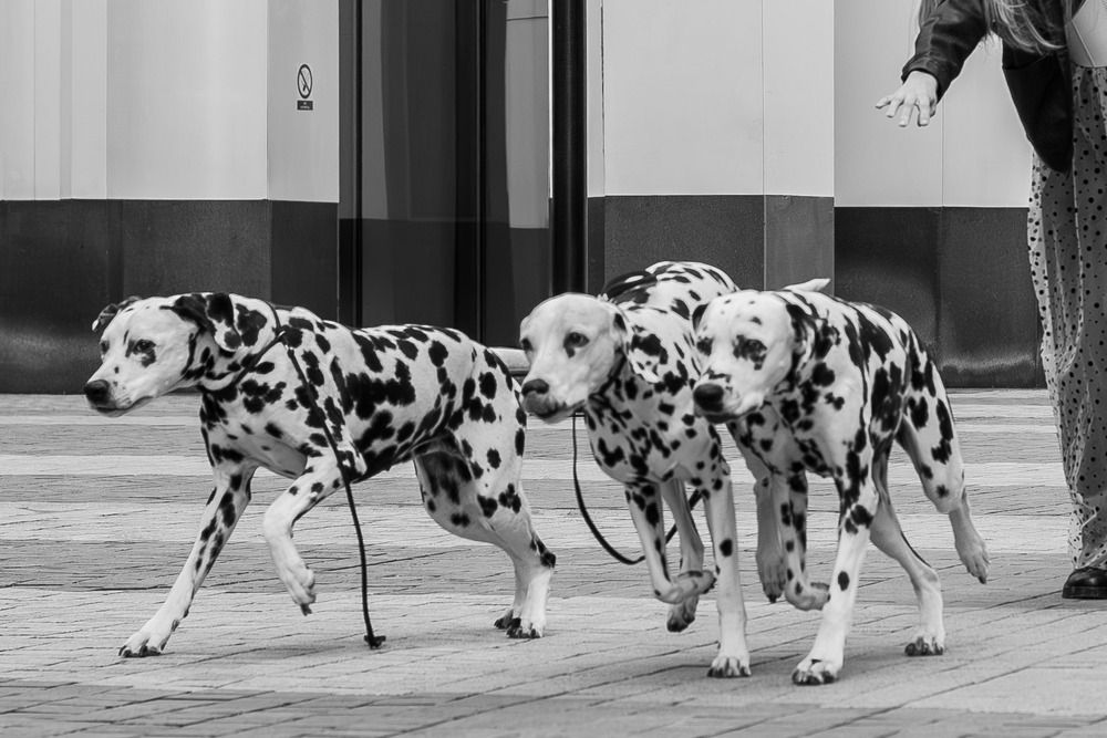 Photograph by Анна Авилочкина