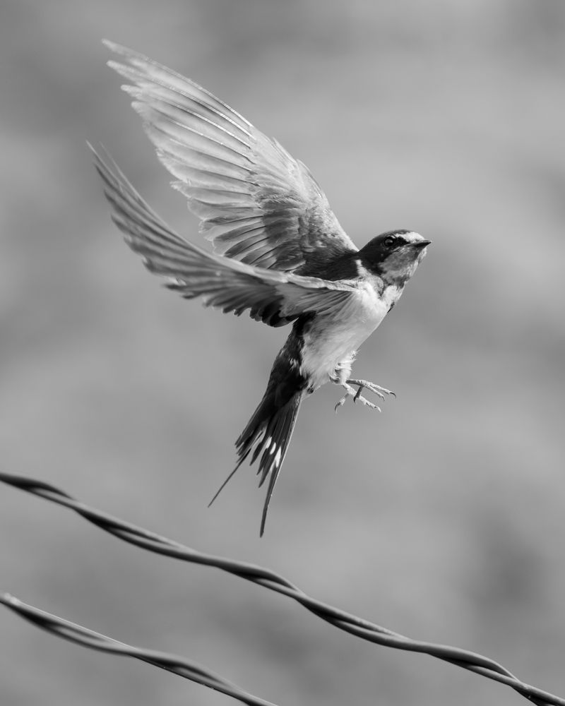 Photograph by KOHAGI