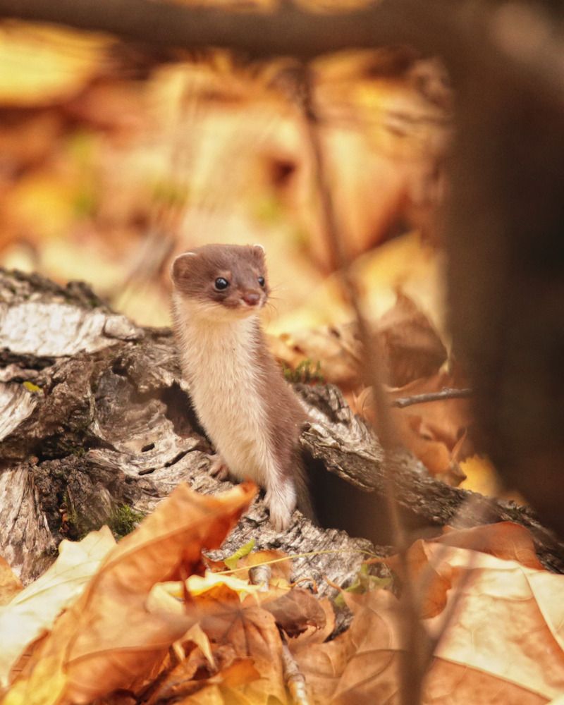 Фотография автора Дмитрий Маккеев