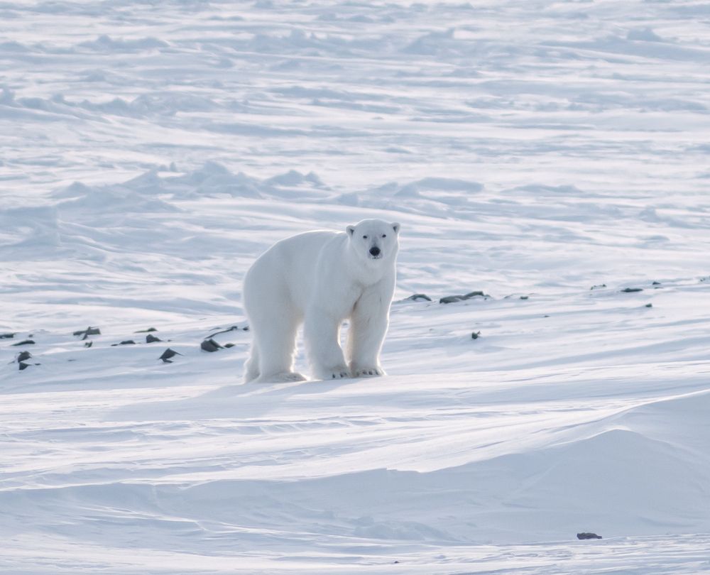 Наблюдатель