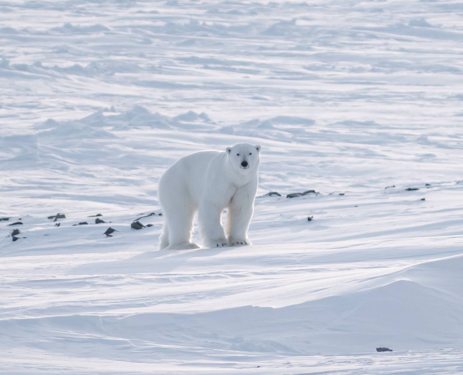 Наблюдатель