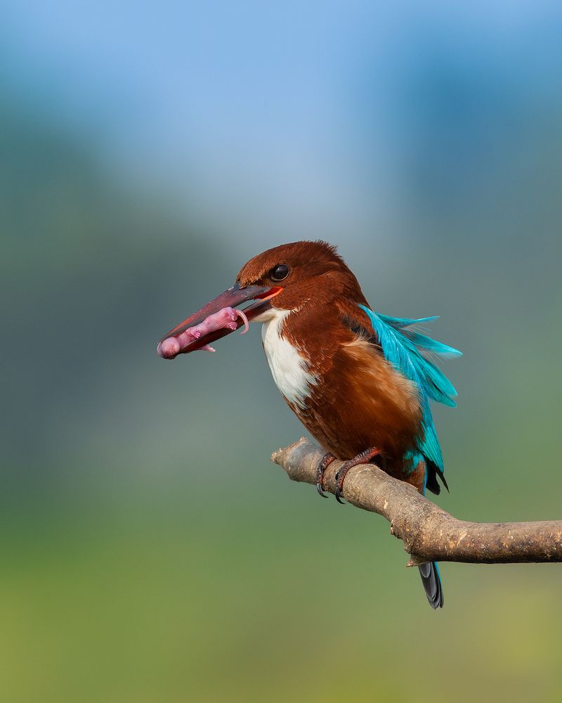 Фотография автора Mainak Halder