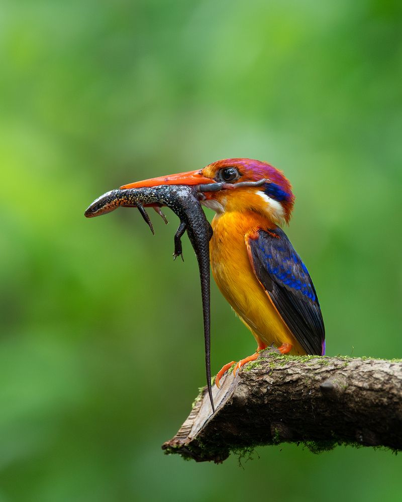 Фотография автора Mainak Halder