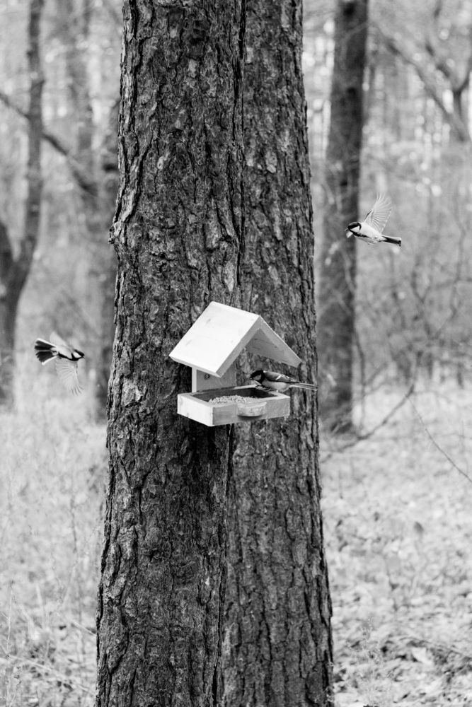 Photograph by Наталья Мершина