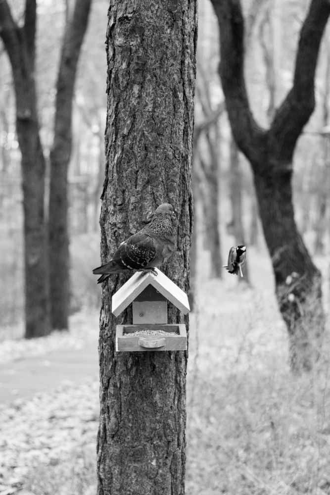 Photograph by Наталья Мершина