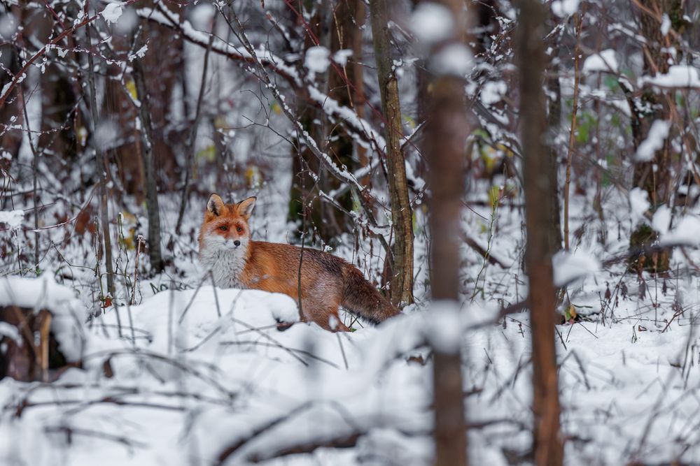 Photograph by Вера Машина