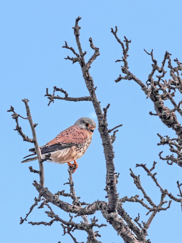 Photograph by Davoud Naeimi