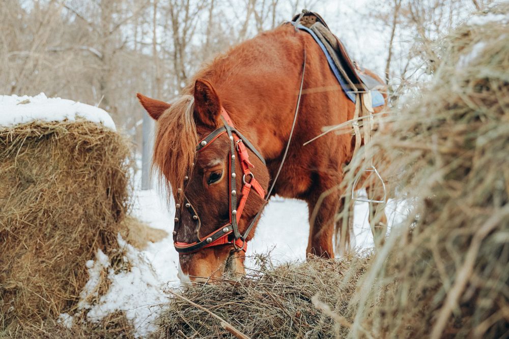 Photograph by Елена Киселева