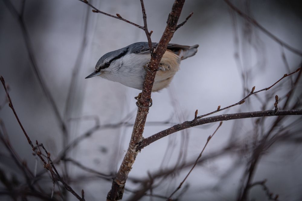 Фотография автора Ярослава Ангорская