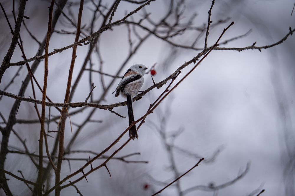 Фотография автора Ярослава Ангорская