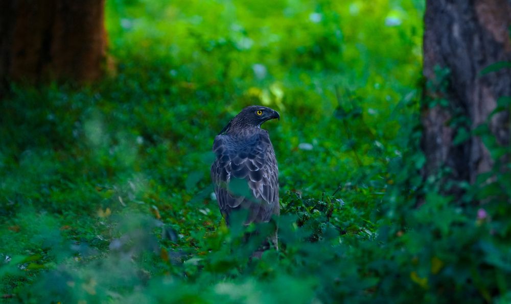 Photograph by SARAVANA MANICKAM