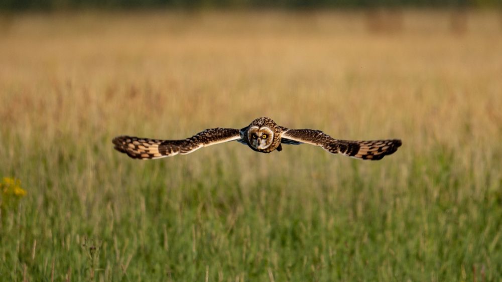 Фотография автора Ярослава Ангорская