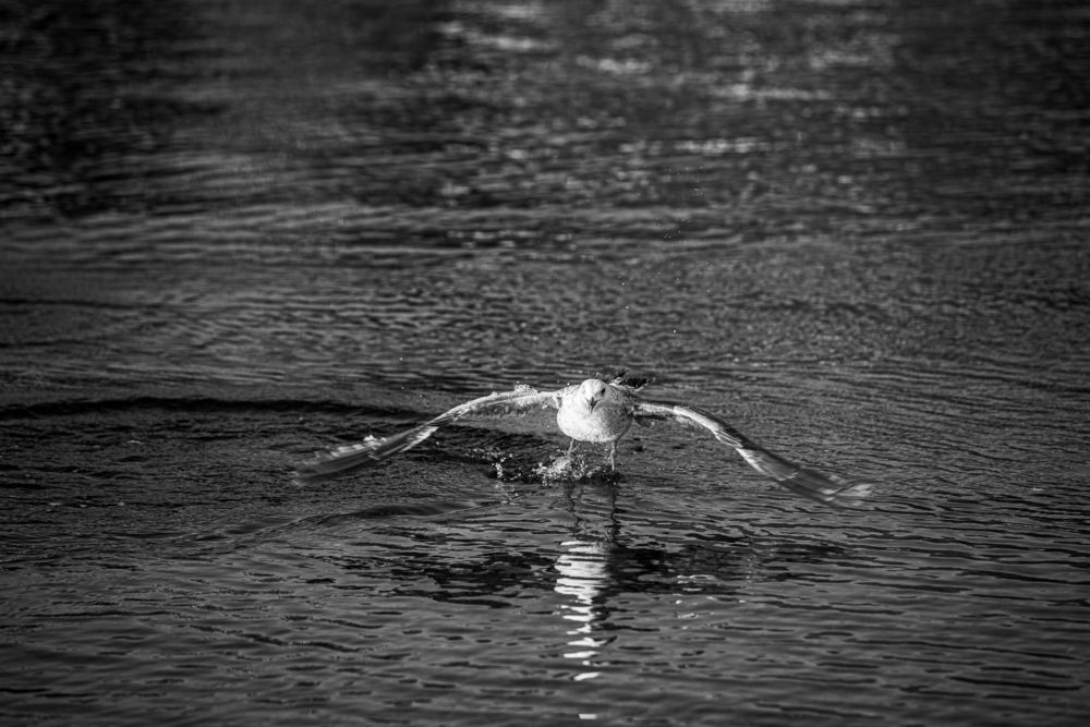 Фотография автора Михаил Лупина