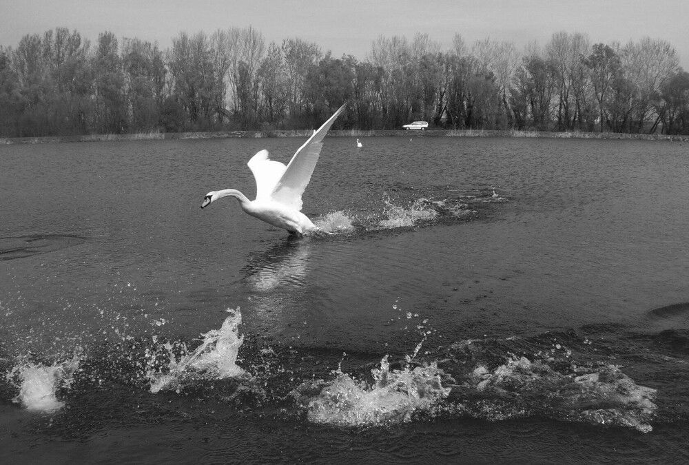 Photograph by Любовь Войводич