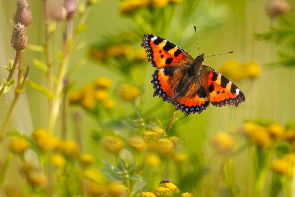 Фотография автора Елена Викторовна