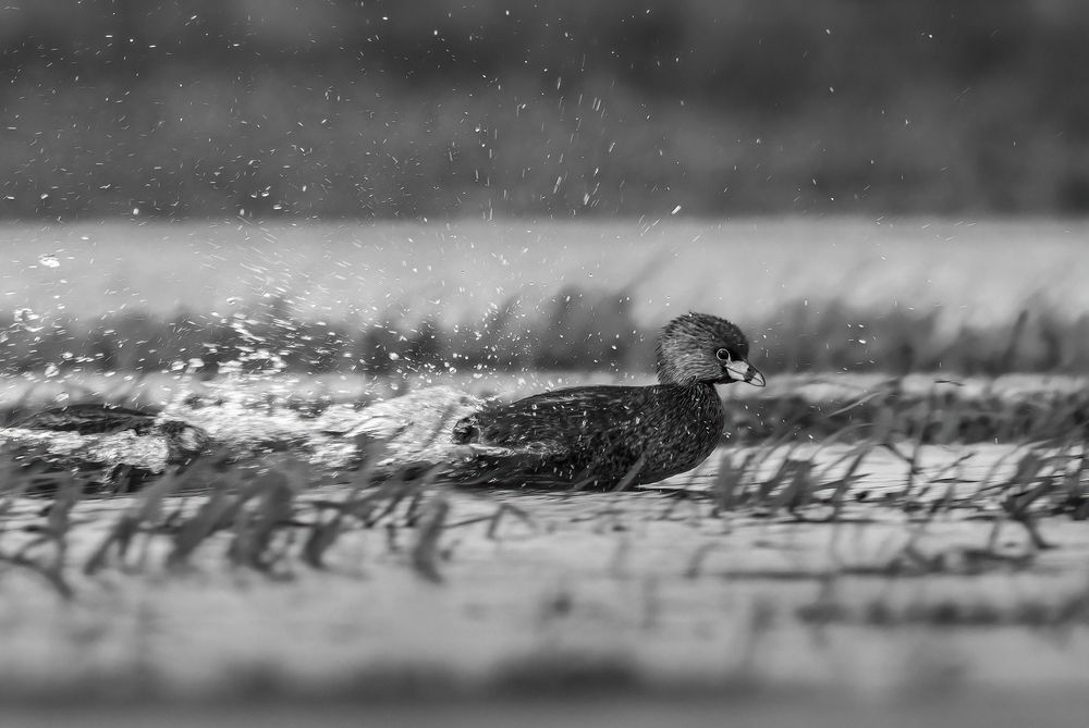 Photograph by Valdir Hobus