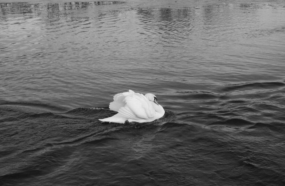 Photograph by Любовь Войводич