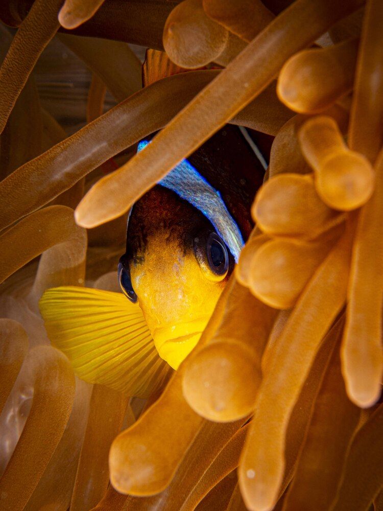 Photograph by Plakida Alexander