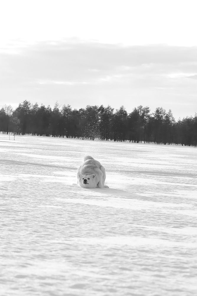 Photograph by Евгения Суслова