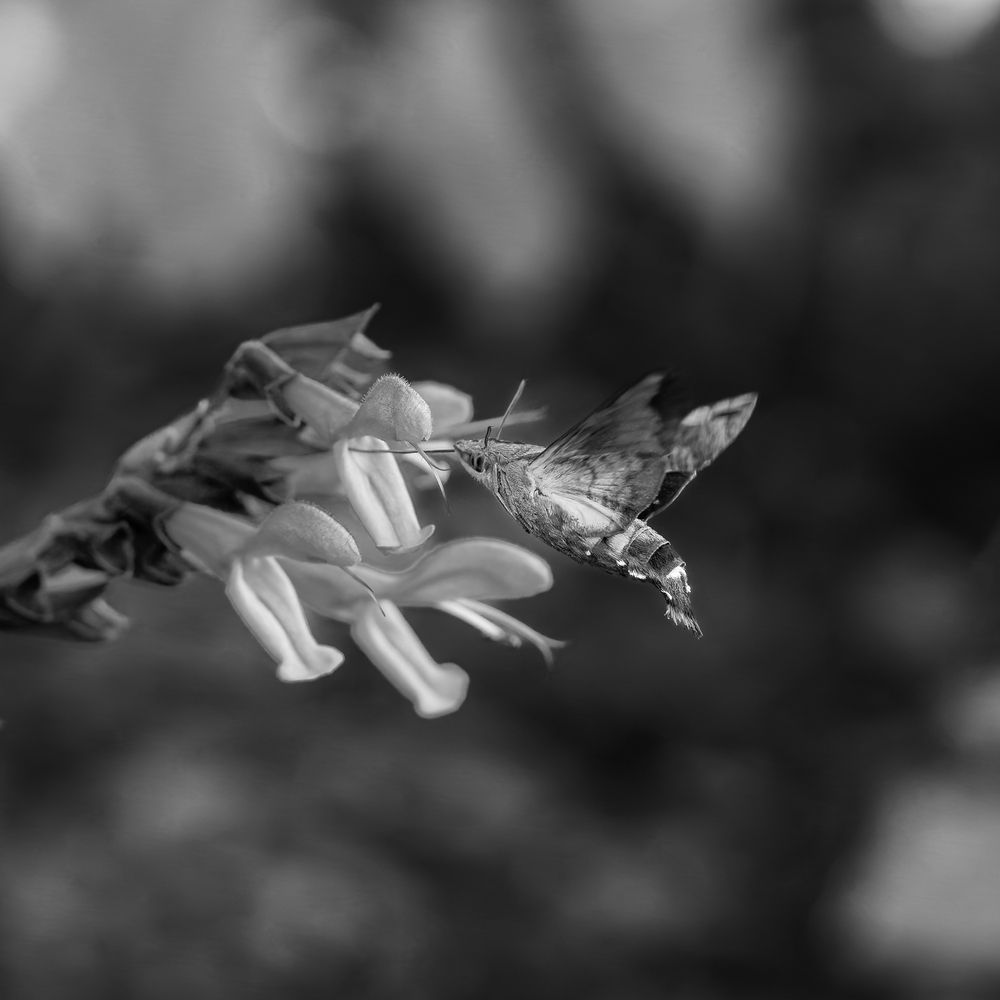 Photograph by Suzuki Ryuta