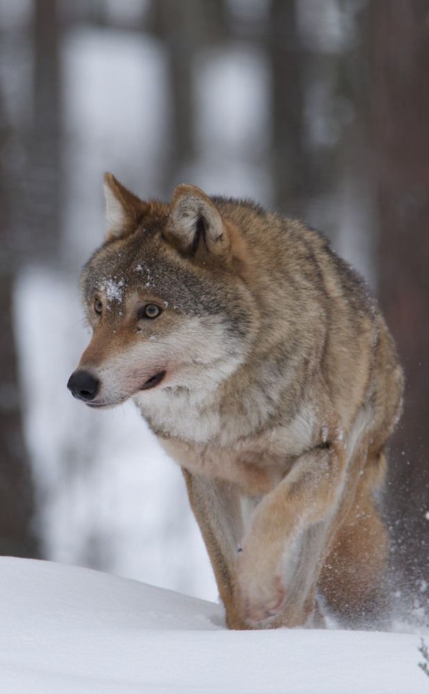 Photograph by Игорь Щербаков