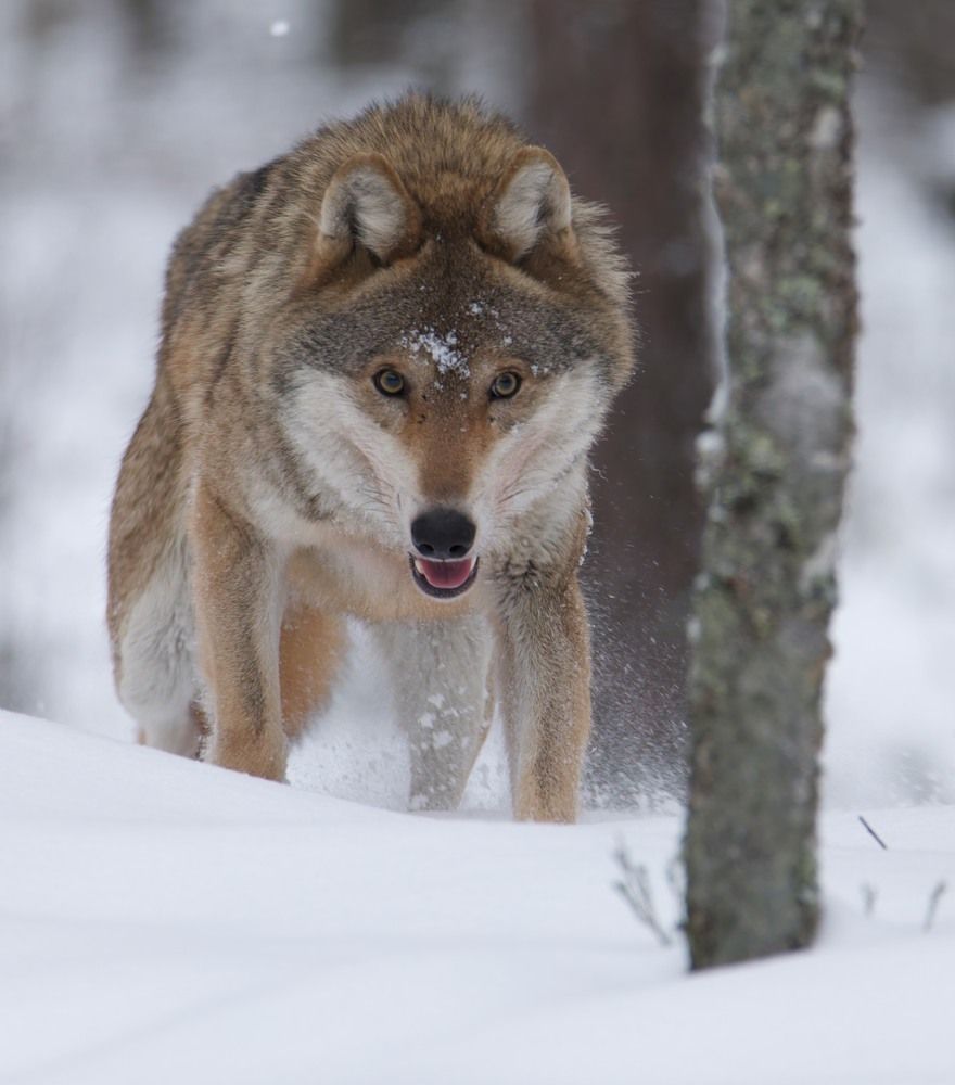 Photograph by Игорь Щербаков