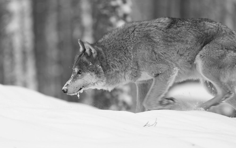 Photograph by Игорь Щербаков