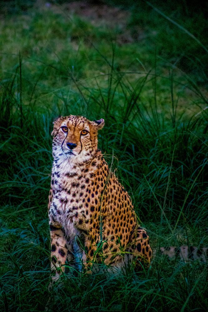 Фотография автора Sarrah Yehia