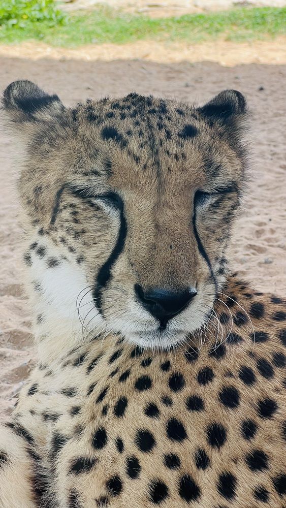 Фотография автора Sarrah Yehia