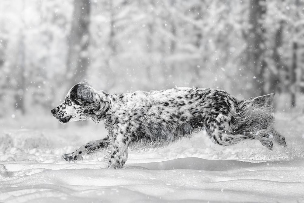 Photograph by Васильева Светлана