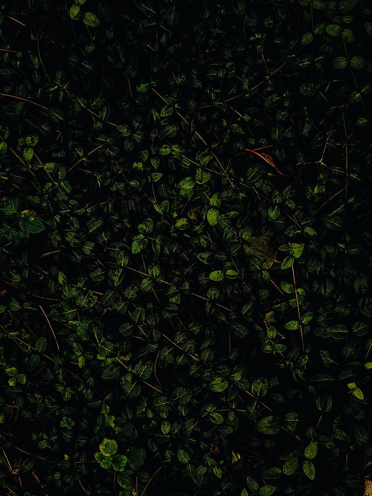 Photograph by Кристина Альшанская