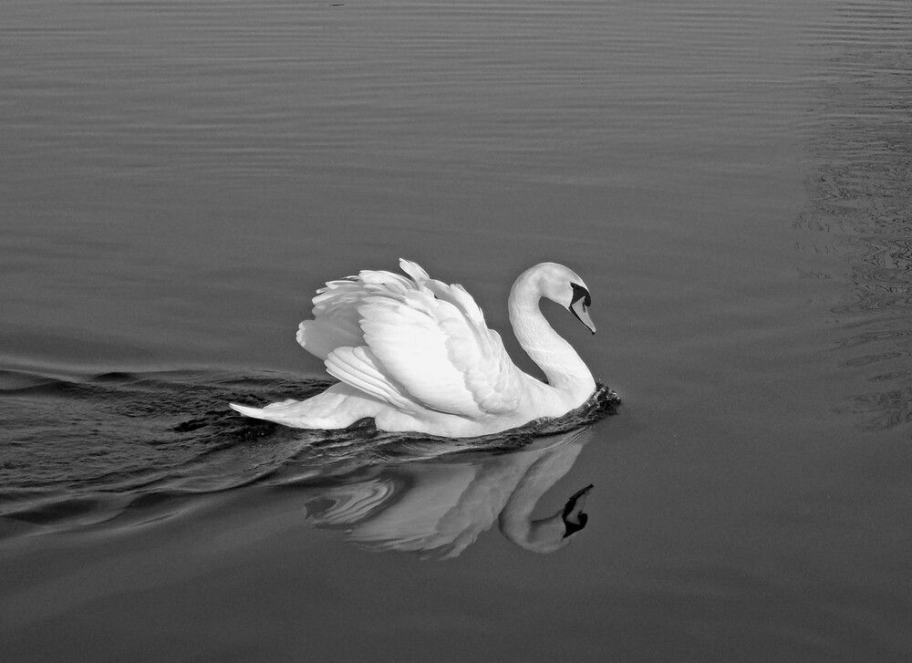 Photograph by Любовь Войводич