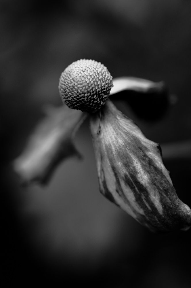 Photograph by Nobu-Oh