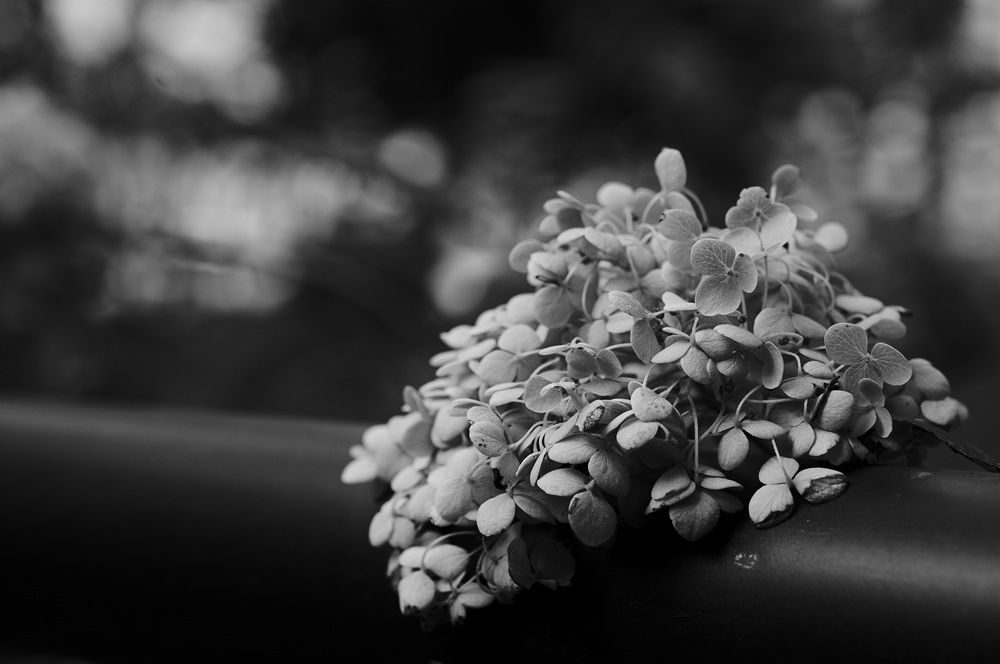 Photograph by Nobu-Oh