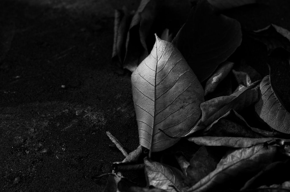 Photograph by Nobu-Oh