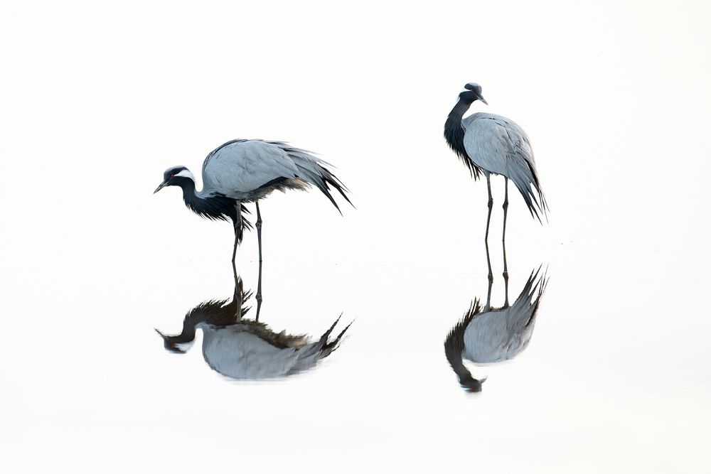 Зеркало для журавлей