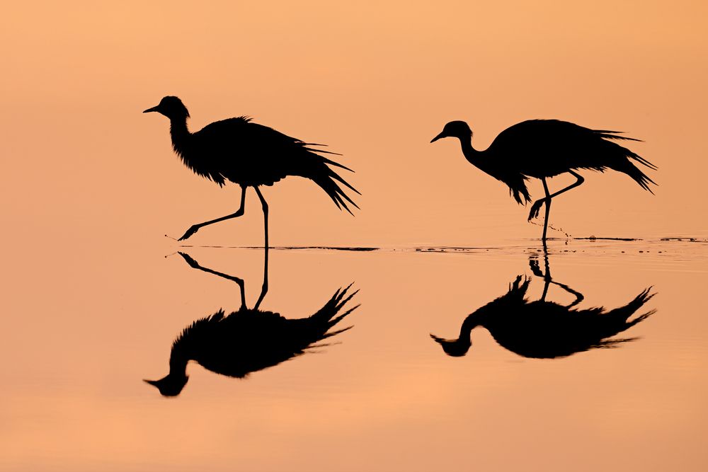 Рассветные отражения