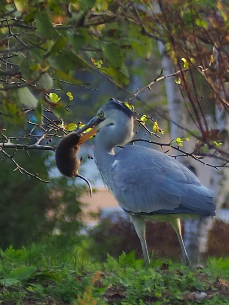 Пернатый охотник.