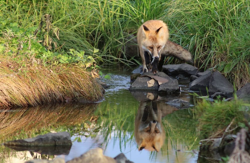 Лиса у озера.