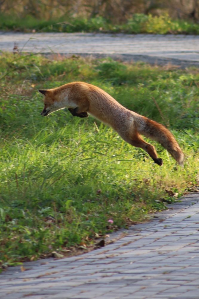 Лиса в прыжке.