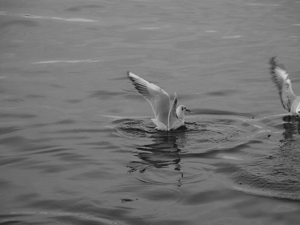 Photograph by Сергей Борисов