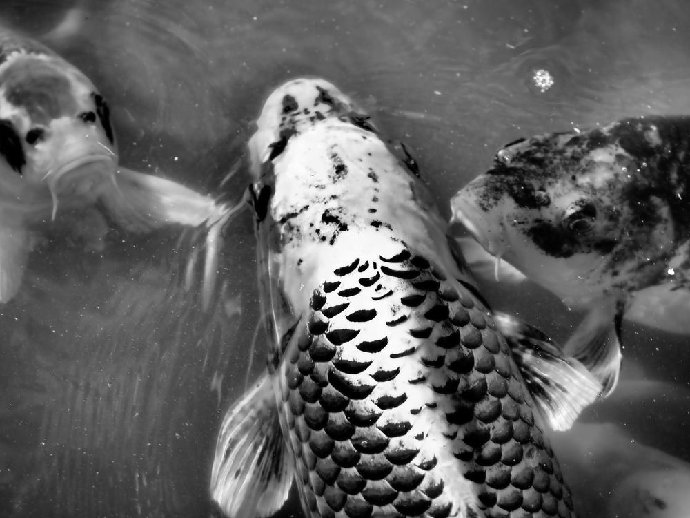 Photograph by Сергей Борисов