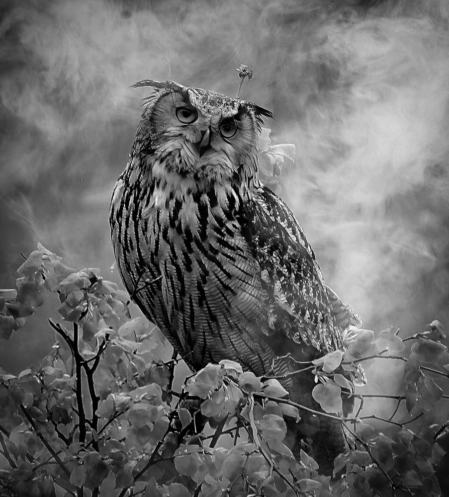 Встреча в тумане.