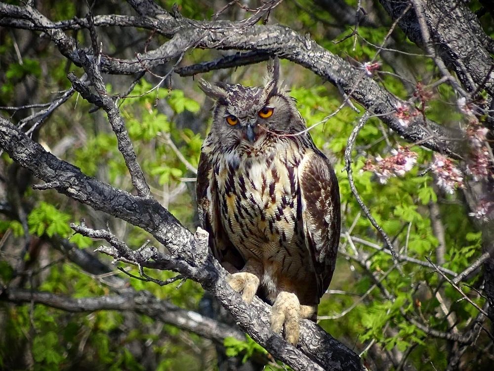 Мудрый филин.