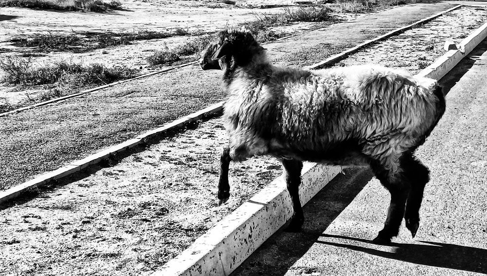 Photograph by Мирослава Сурженко