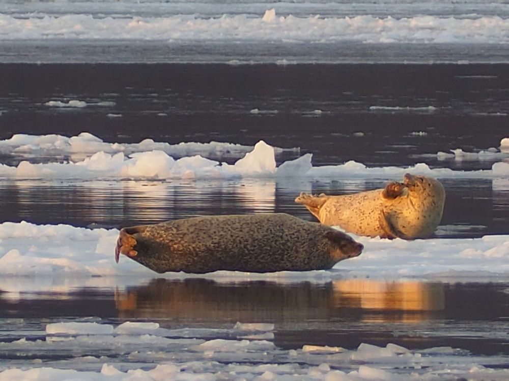 Весёлая нерпа.