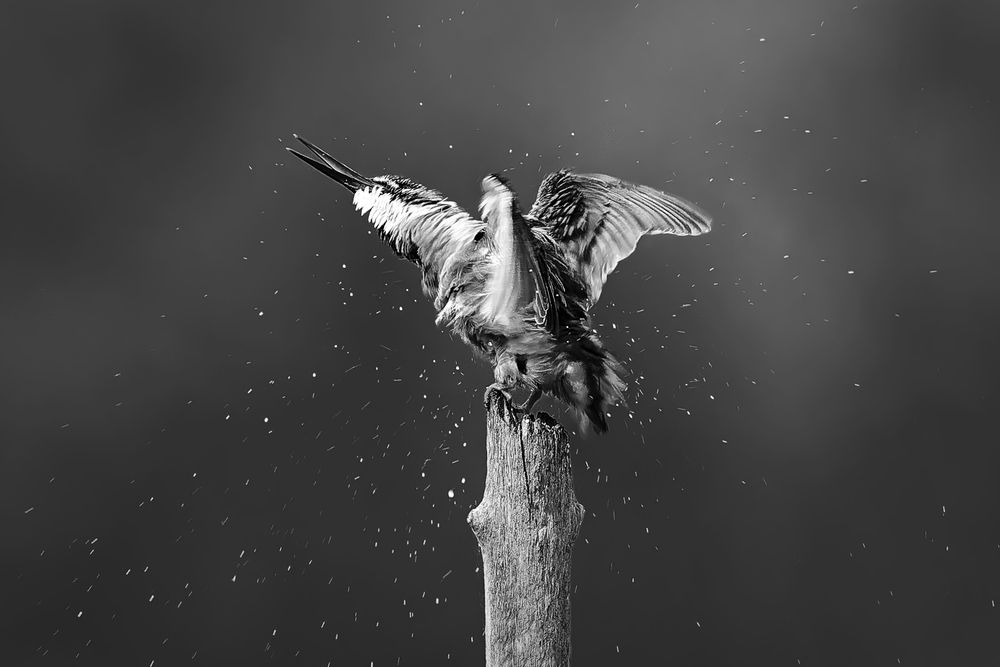 Photograph by Александр Перегудов