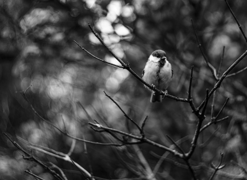 Photograph by Тина Рошка