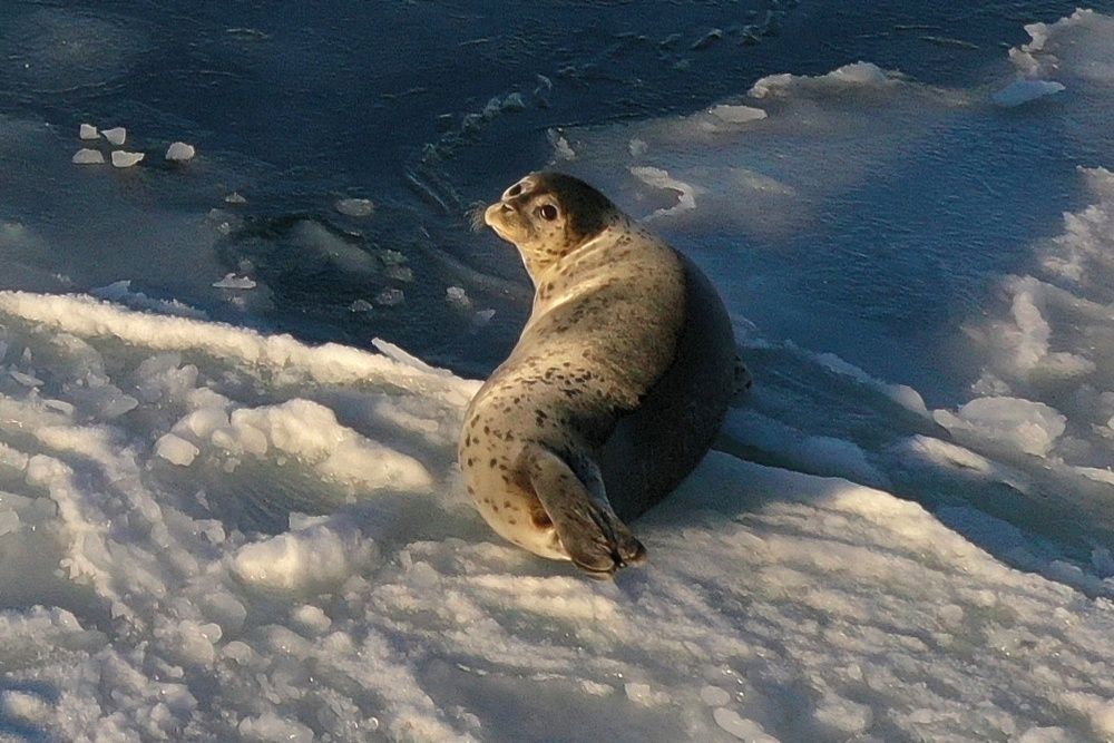 Photograph by Лариса Ким